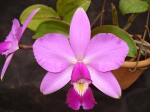 Cattleya violacea