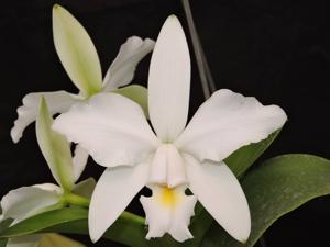 Cattleya violacea