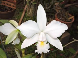 Cattleya violacea