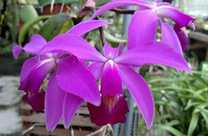 Cattleya violacea