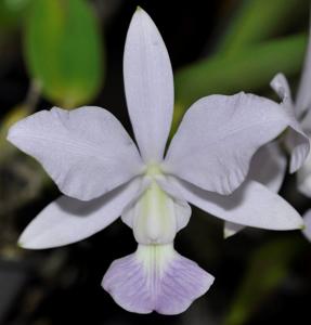 Cattleya walkeriana