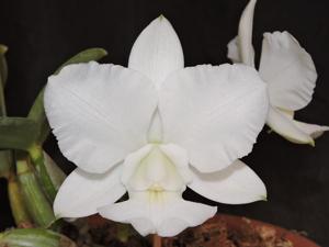 Cattleya walkeriana