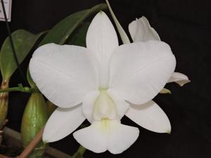 Cattleya walkeriana