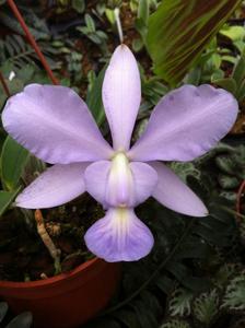 Cattleya walkeriana