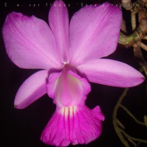 Cattleya walkeriana