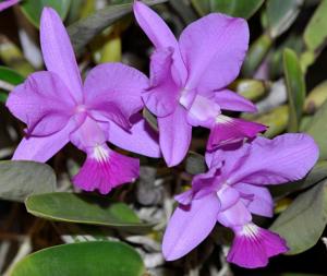 Cattleya walkeriana