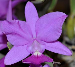 Cattleya walkeriana