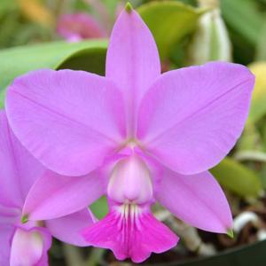 Cattleya walkeriana