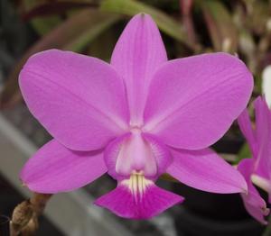 Cattleya walkeriana