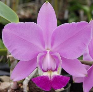 Cattleya walkeriana