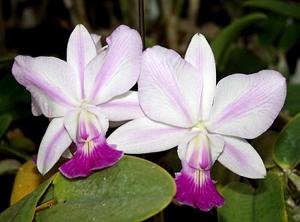 Cattleya walkeriana