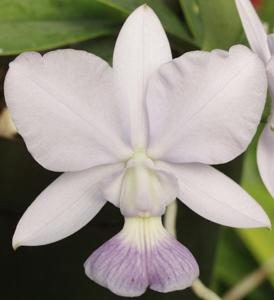 Cattleya walkeriana