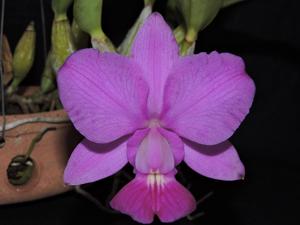 Cattleya walkeriana