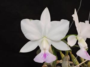 Cattleya walkeriana