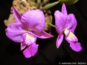 Cattleya walkeriana