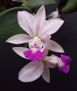 Cattleya walkeriana