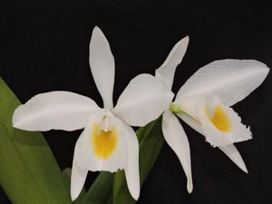 Cattleya wallisii