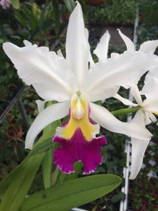 Cattleya warscewiczii