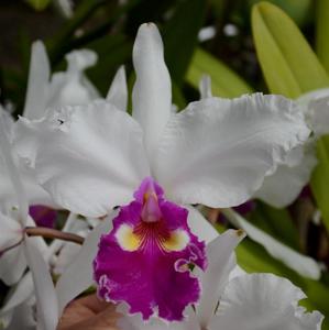 Cattleya warscewiczii