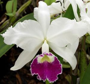 Cattleya warscewiczii