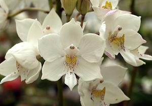 Caularthron bicornutum