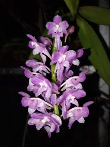 Aerides augustiana