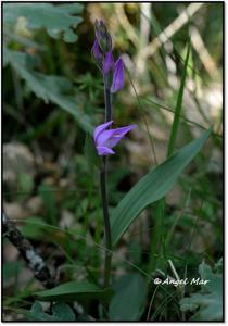 Cephalanthera rubra