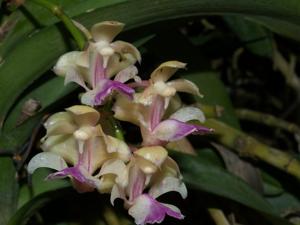 Aerides falcata