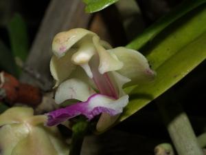 Aerides falcata