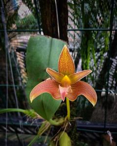 Bulbophyllum lobbii