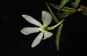 Trichoglottis biglandulosa