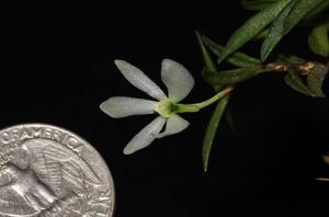 Trichoglottis biglandulosa