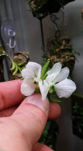 Trichoglottis biglandulosa