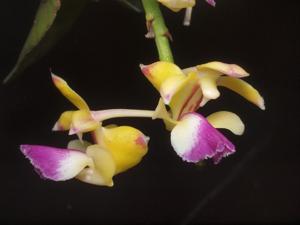 Aerides houlletiana