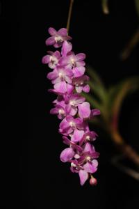 Aerides krabiensis