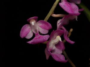 Aerides krabiensis