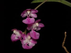 Aerides krabiensis