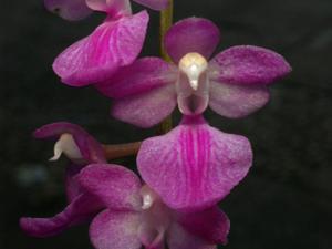 Aerides krabiensis