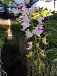 Aerides lawrenceae