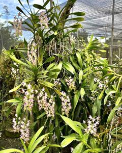 Aerides lawrenceae