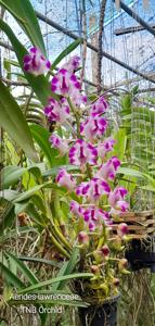 Aerides lawrenceae