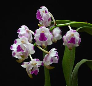 Aerides lawrenceae