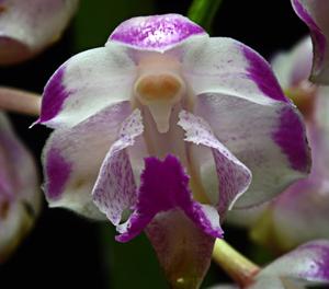 Aerides lawrenceae