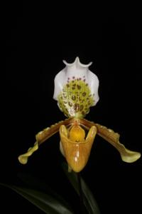 Paphiopedilum insigne