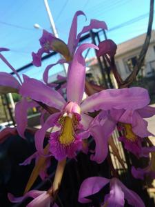 Laelia superbiens