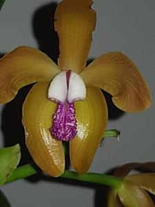 Cattleya porphyroglossa