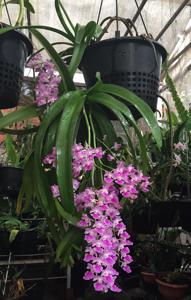 Aerides maculosa