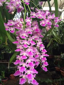 Aerides maculosa