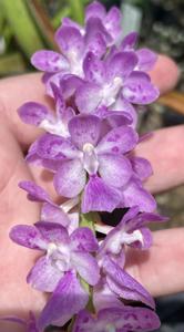 Aerides multiflora