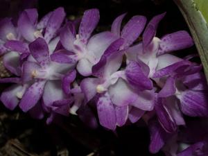 Aerides multiflora